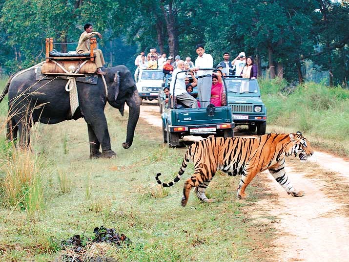 Wildlife Tour