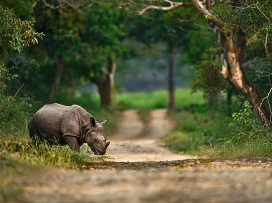 Kaziranga assam